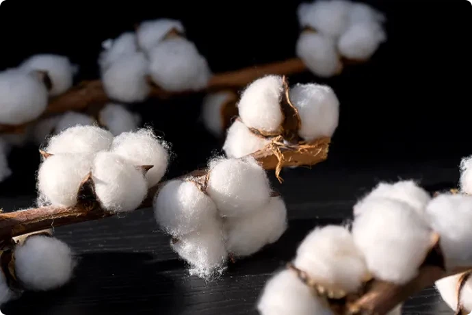 Cotton Cotton